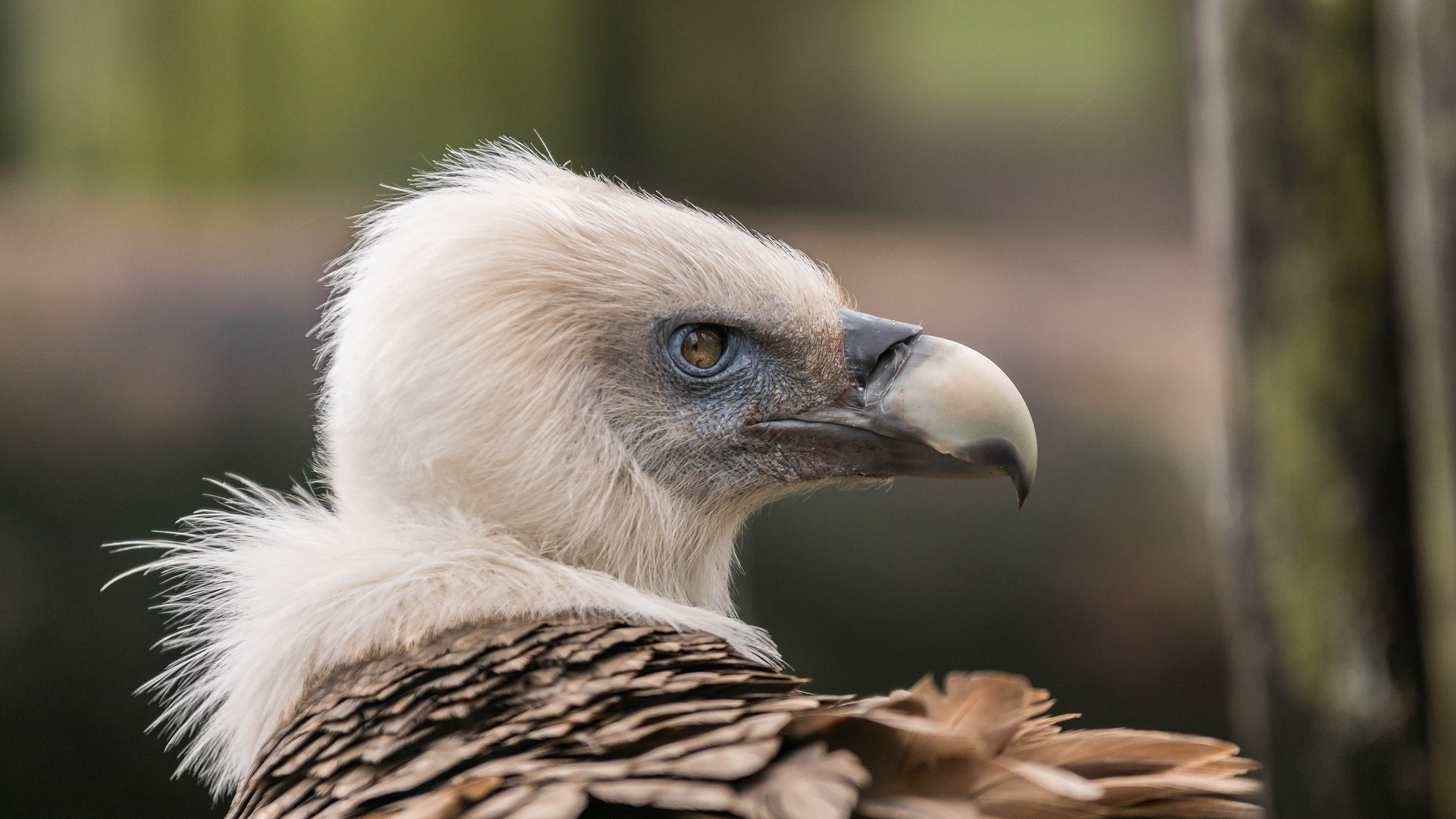 Portrait Gänsegeier