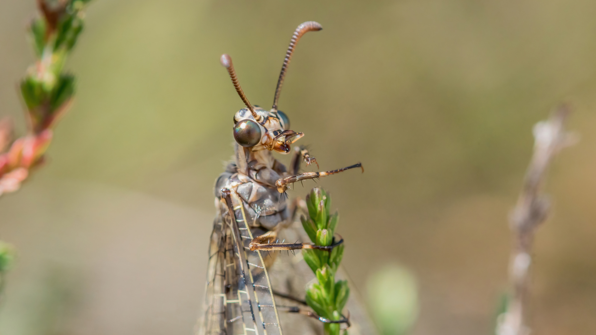 Portrait Geflecktflüglige Ameisenjungfer