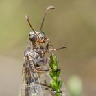 Portrait Geflecktflüglige Ameisenjungfer