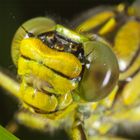 Portrait Gelbe Keiljungfer