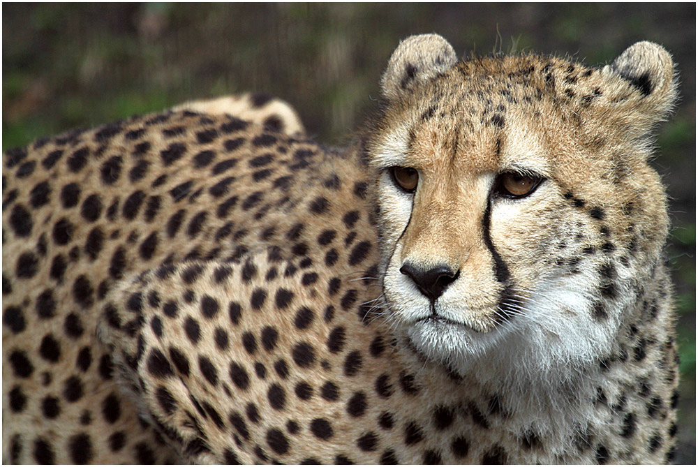 Portrait Gepard