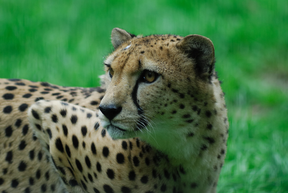 Portrait Gepard