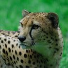 Portrait Gepard