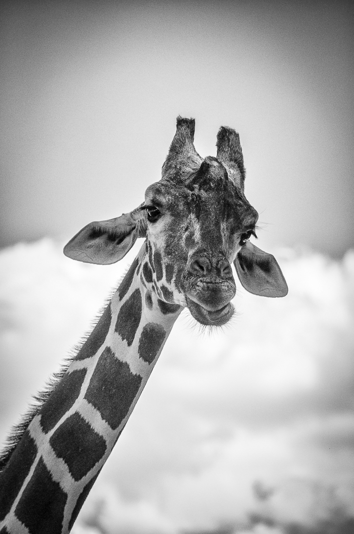 Portrait "Giraffe" #2