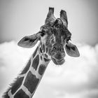 Portrait "Giraffe" #2