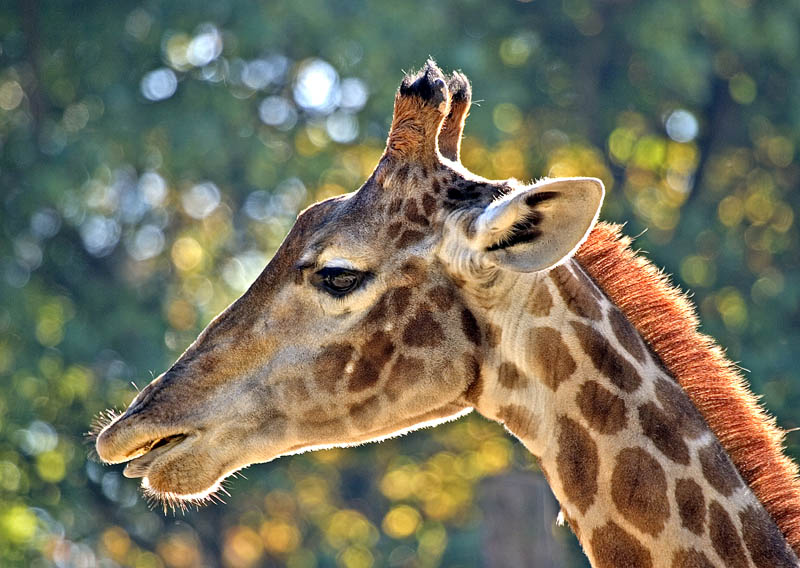 Portrait Giraffe