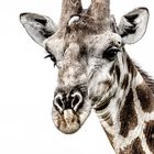 Portrait Giraffe