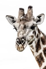 Portrait Giraffe