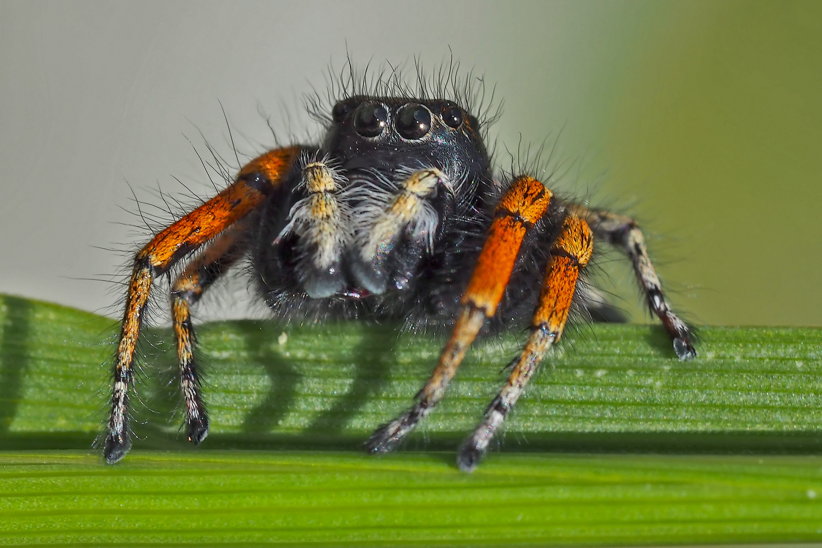  Portrait: Goldaugenspringspinne (Philaeus chrysops) - Saltique sanguinolent.