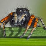  Portrait: Goldaugenspringspinne (Philaeus chrysops) - Saltique sanguinolent.