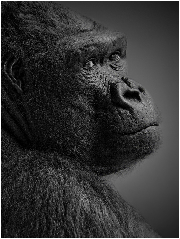 Portrait Gorilla