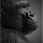 Portrait Gorilla