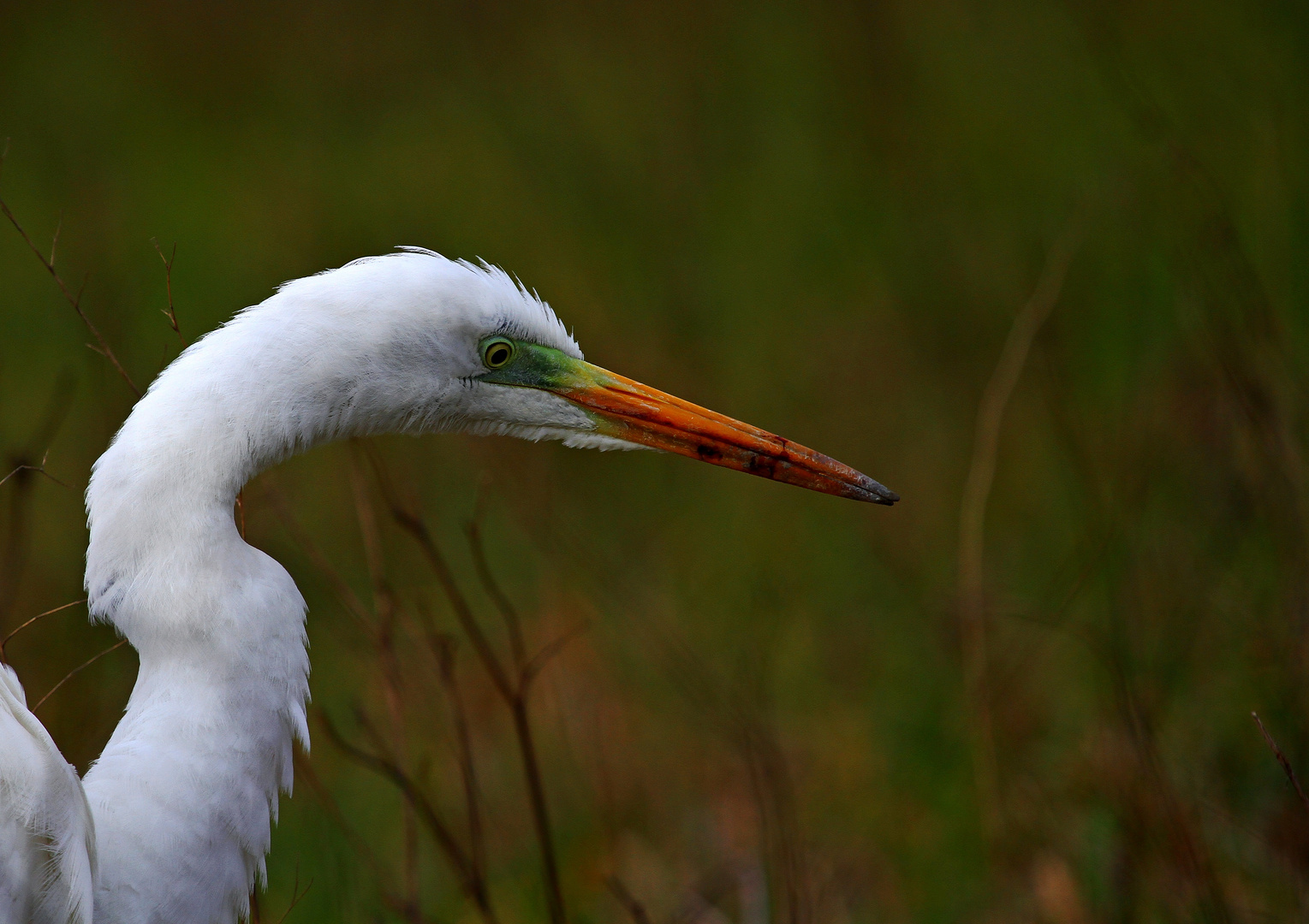 portrait grande aigrette