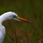 portrait grande aigrette