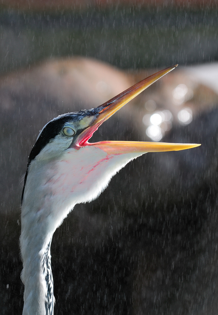 Portrait; Graureiher im Regen