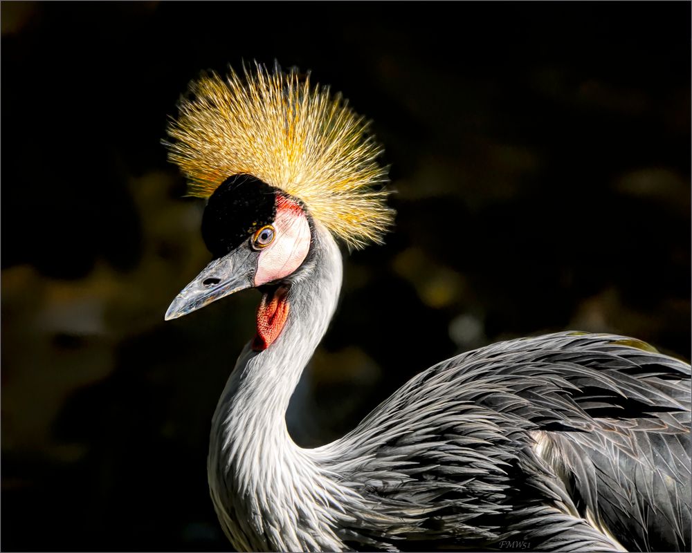 Portrait grey crowned crane