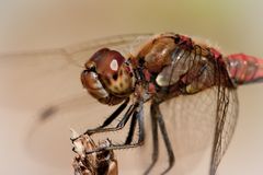 portrait große heidelibelle m.