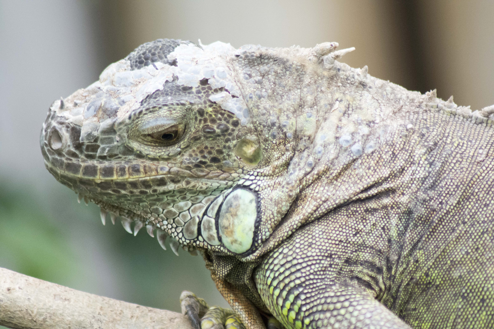 Portrait grüner Leguan