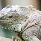 Portrait grüner Leguan