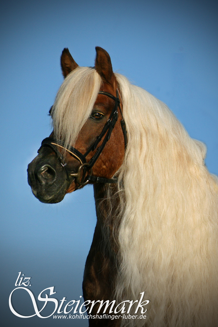 "Portrait - Haflinger"