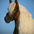 "Portrait - Haflinger"