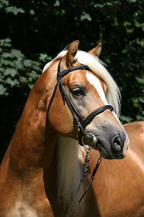 Portrait Haflingerhengst Askhan