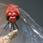 portrait heidelibelle