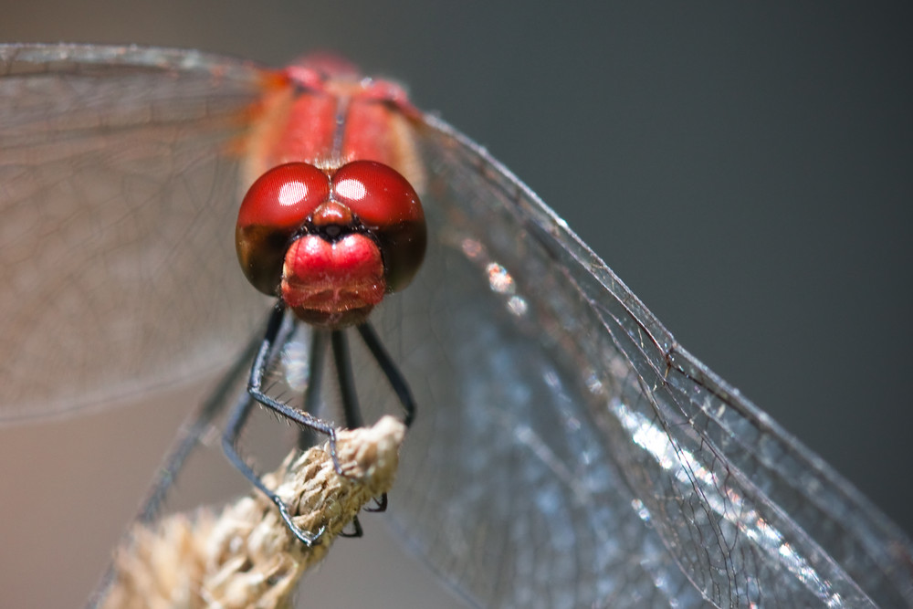 portrait heidelibelle