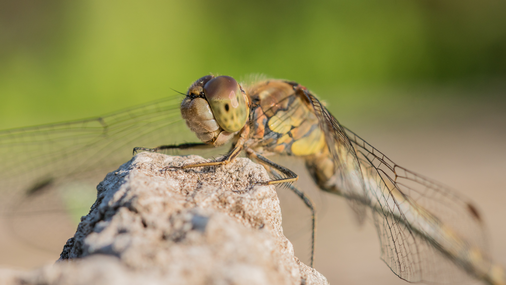 Portrait Heidelibelle