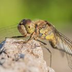 Portrait Heidelibelle