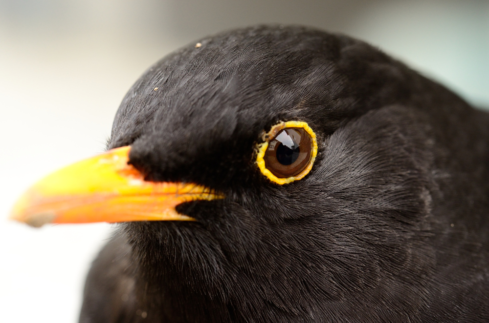 Portrait Herr Amsel