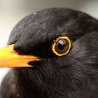 Portrait Herr Amsel