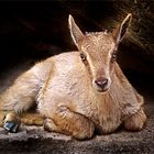 Portrait Himalaya-Tahr Baby