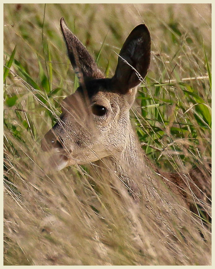 Portrait hinter Grashalmen