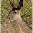 Portrait hinter Grashalmen