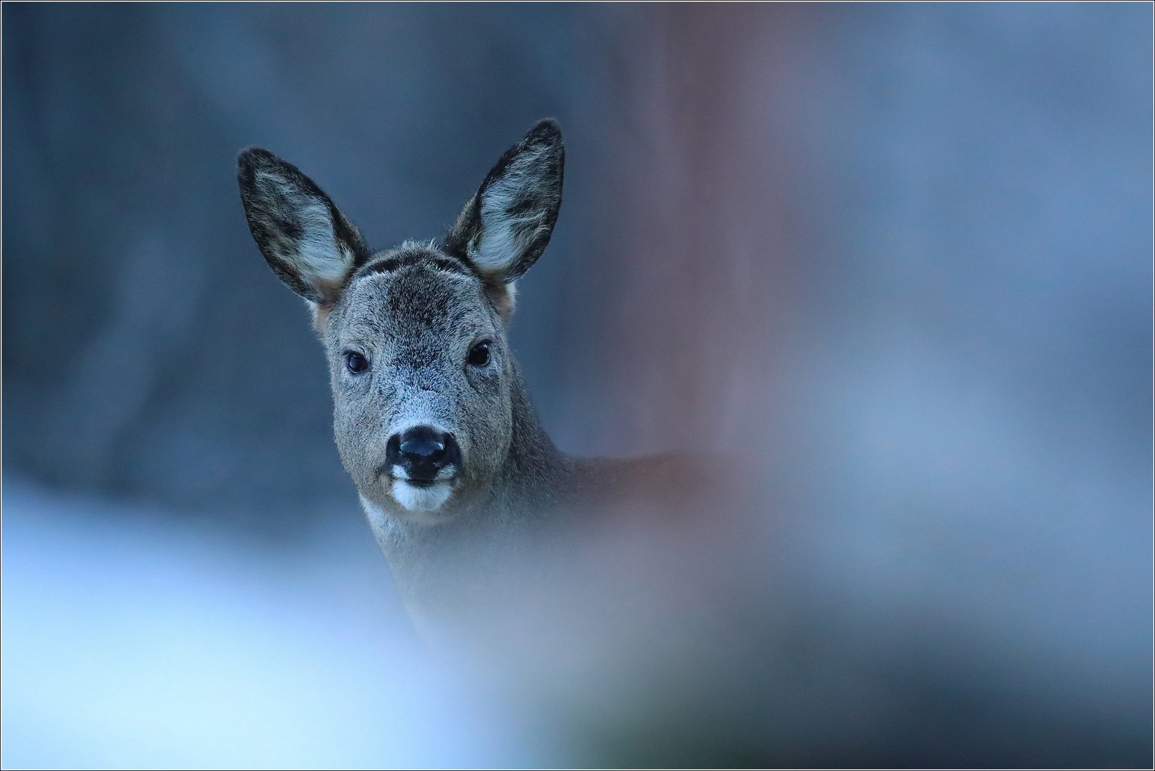 Portrait hivernal