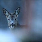 Portrait hivernal