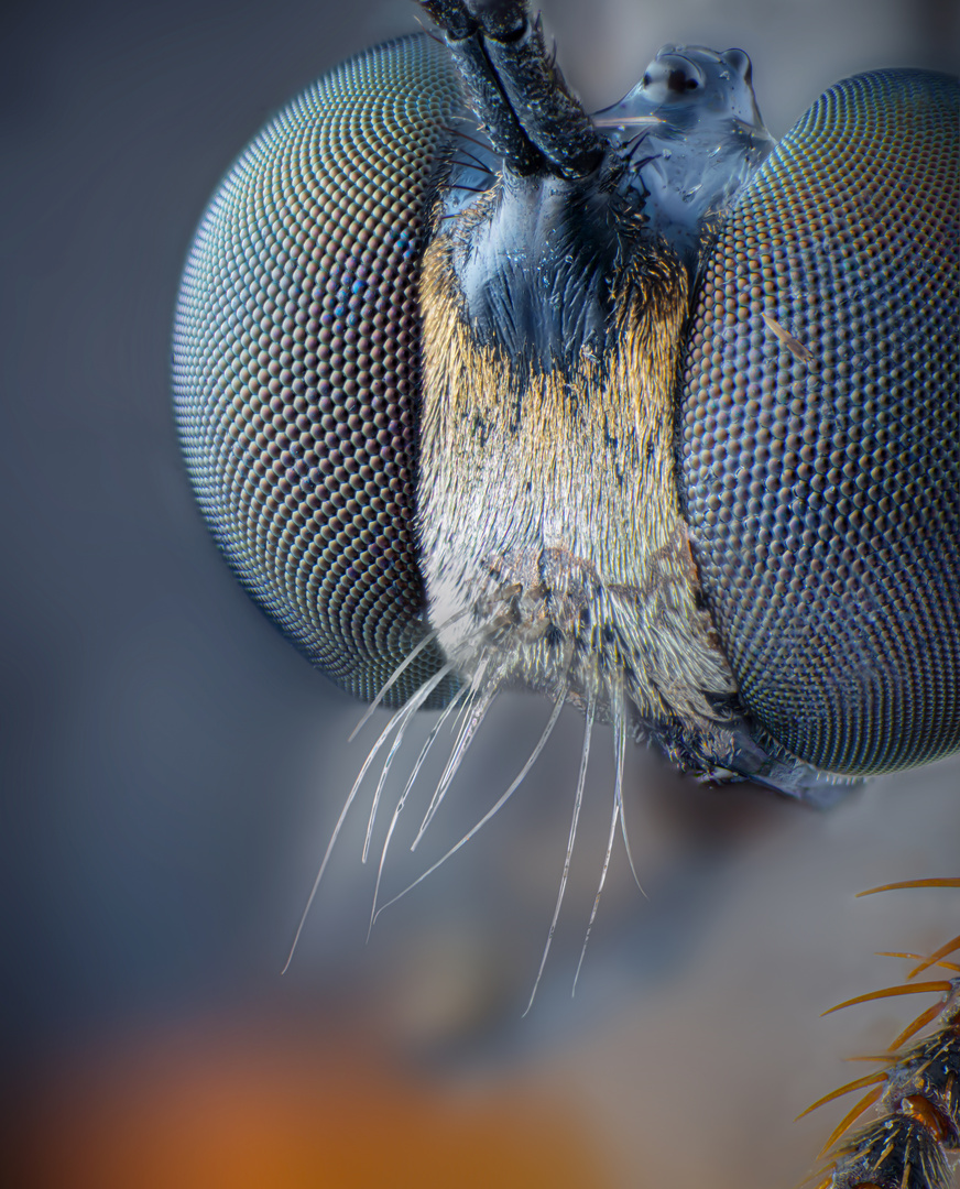 Portrait: Höcker-Habichtsfliege ( Dioctria rufipes )