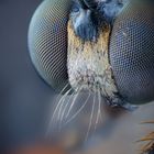 Portrait: Höcker-Habichtsfliege ( Dioctria rufipes )