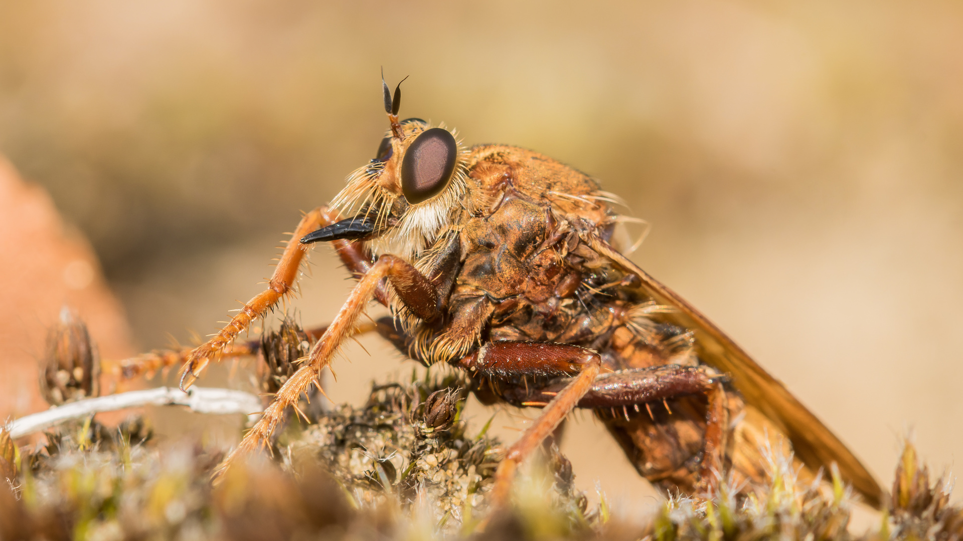 Portrait Hornissenraubfliege