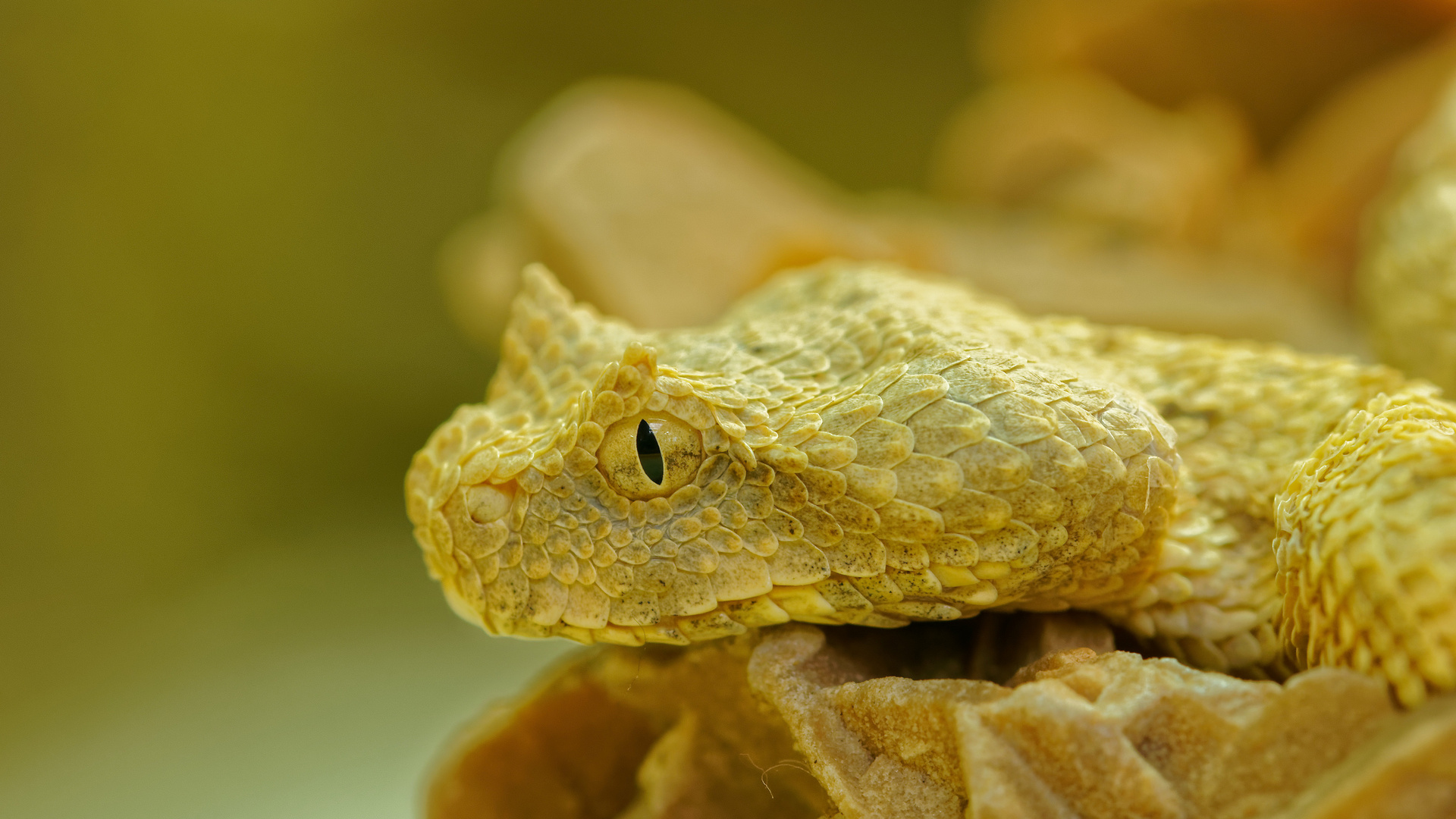 Portrait Hornviper