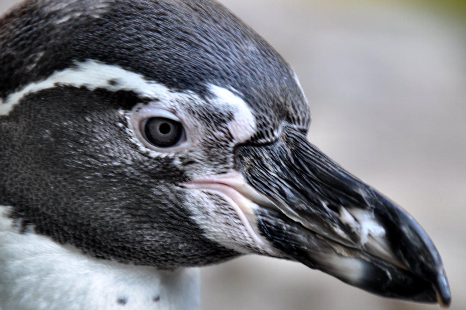 Portrait Humboldt-Pinguin