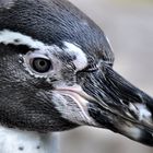 Portrait Humboldt-Pinguin