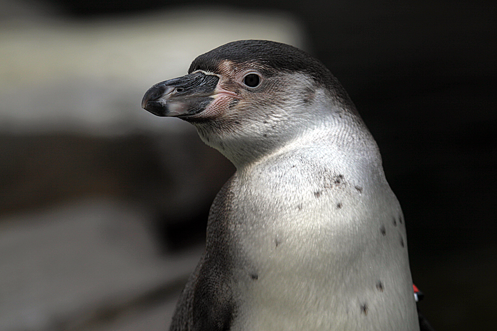 Portrait Humboldtpinguin