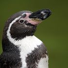 Portrait Humboldtpinguin