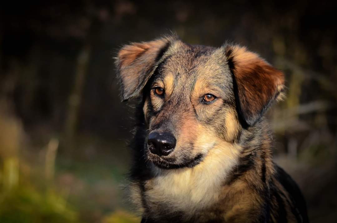 Portrait Hund Wald 