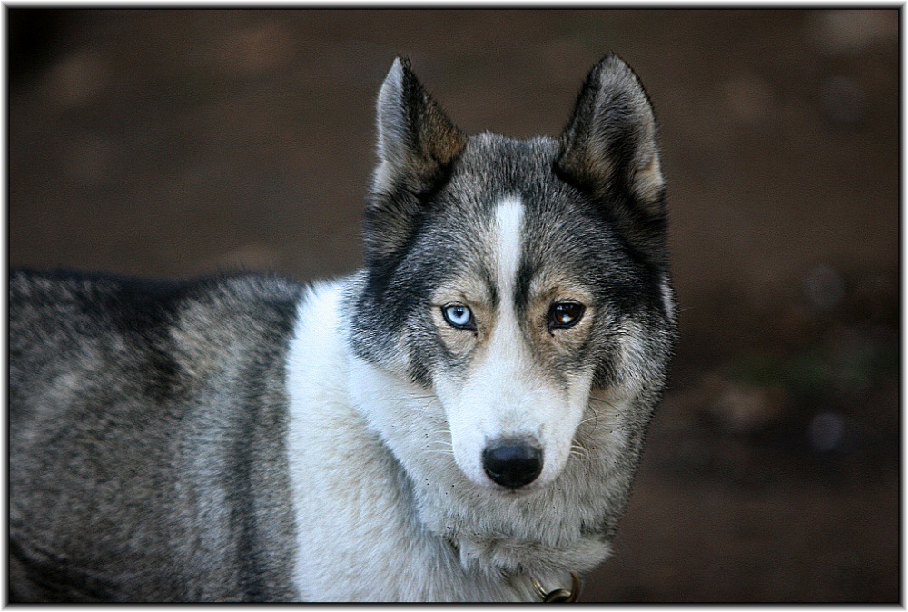 Portrait Husky