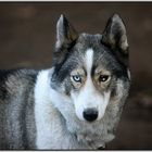 Portrait Husky