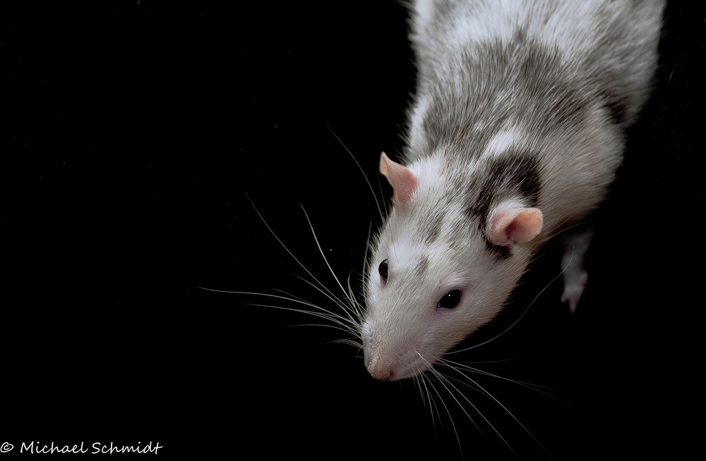 Portrait Husky-Ratte Nr. 2