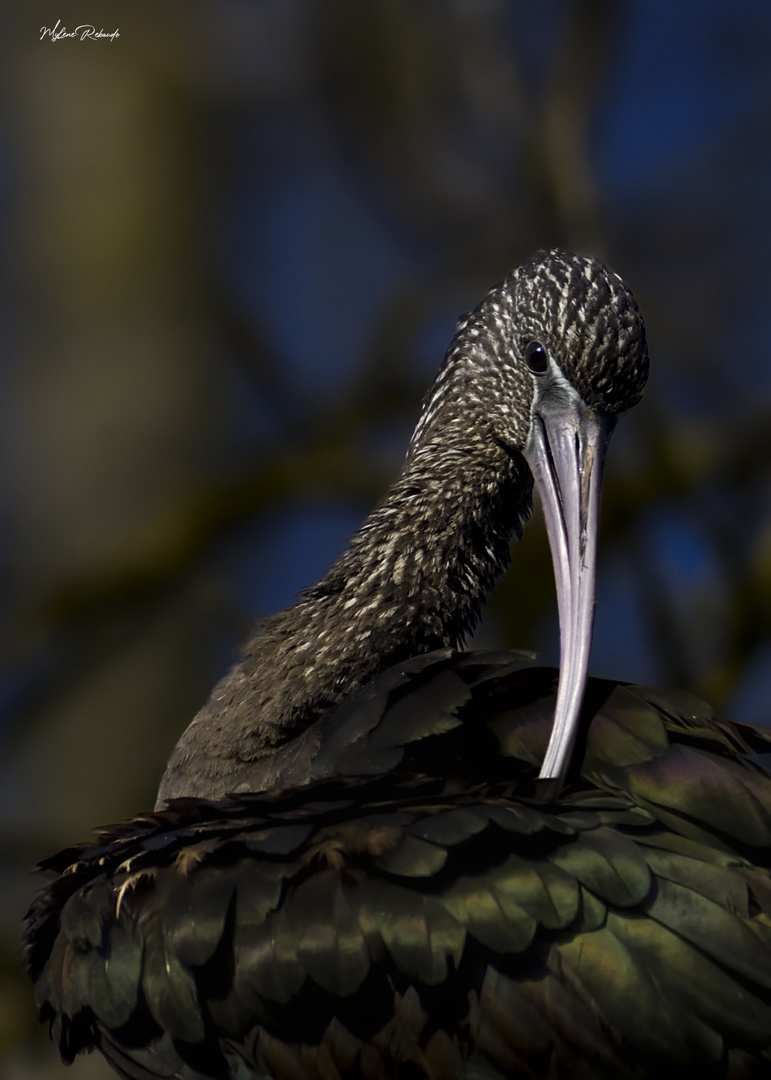 Portrait ibis